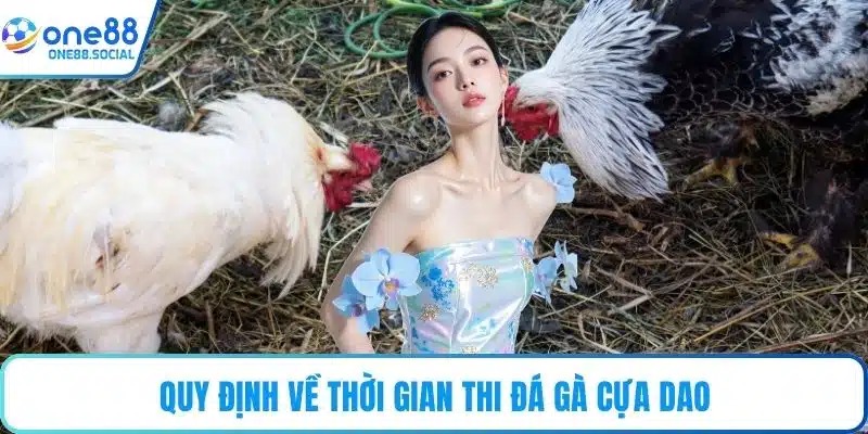 Quy định về thời gian thi đá gà cựa dao