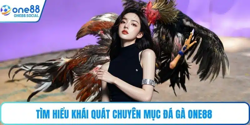 Tìm hiểu khái quát chuyên mục đá gà ONE88